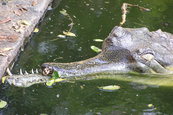 gharial
