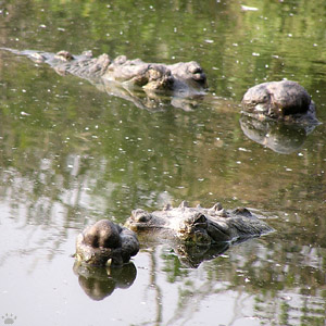 gharial