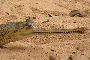gharial