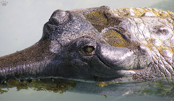 gharial