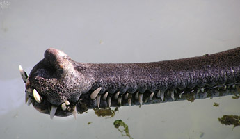 gharial