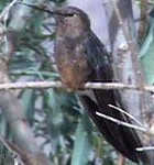 bird