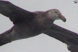 bird