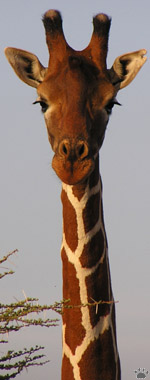 giraffe