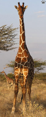 giraffe