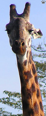 giraffe