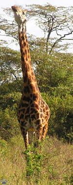 giraffe