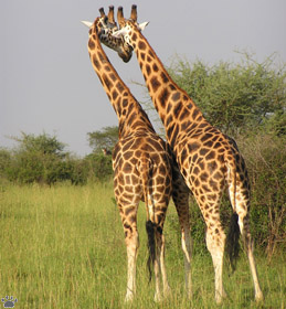 giraffes