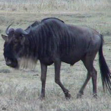 wildebeest