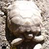 tortoise