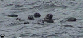 seals