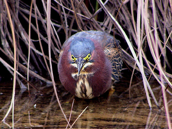 bird