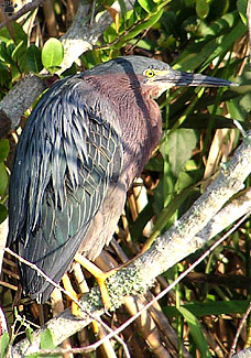 bird