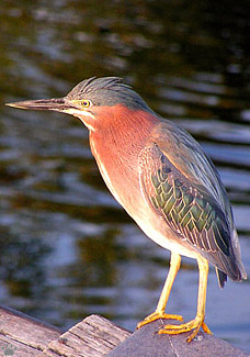 bird