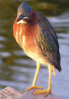 bird