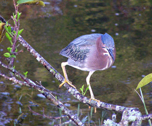 bird