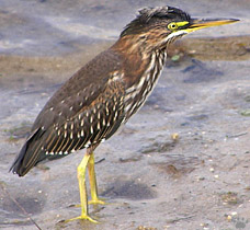 bird