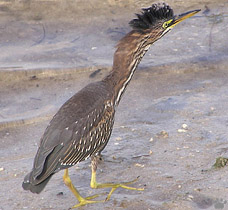 bird