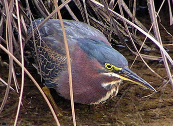 bird