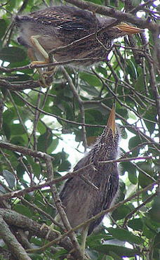 bird