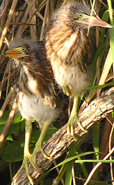 bird
