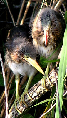 bird