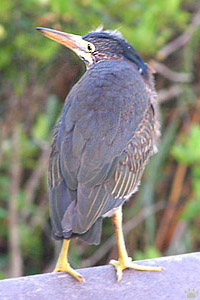 bird