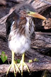 bird