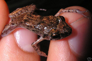 frog