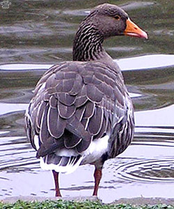 goose