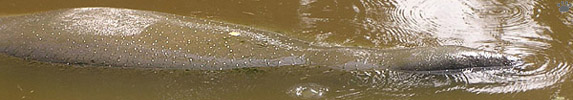 manatee