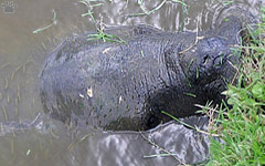 manatee