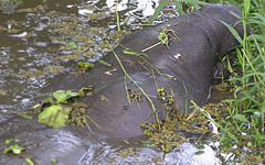 manatee