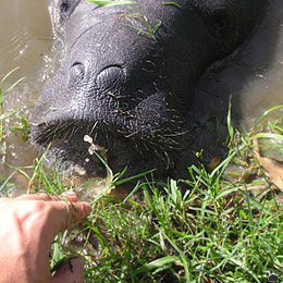 manatee