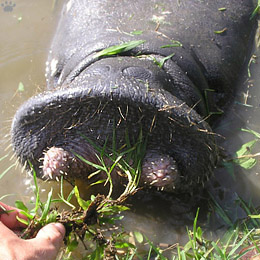 manatee