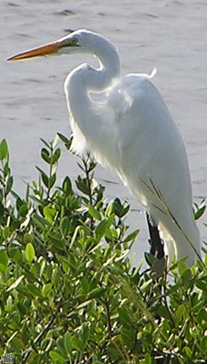 bird
