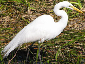 bird