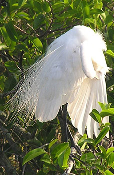 bird