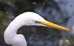 bird