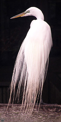 bird