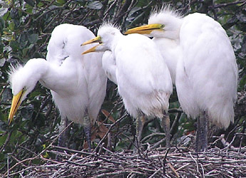 bird