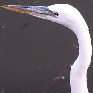 bird