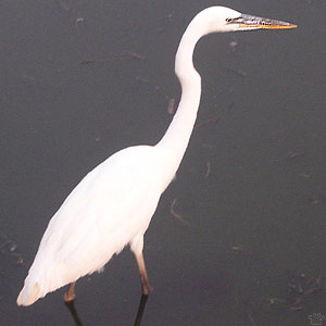 bird