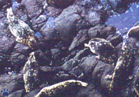 seals