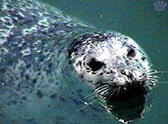 seal