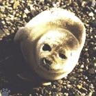 seal