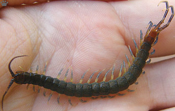 centipede