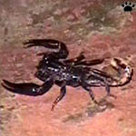 scorpio
