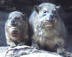 hyrax