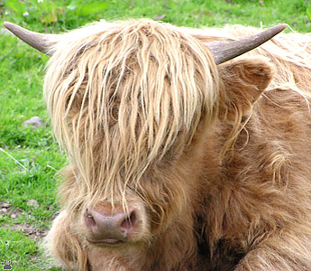 cattle
